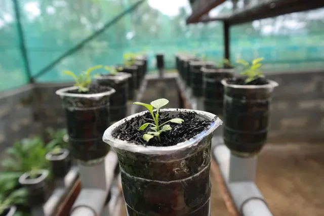 Growth